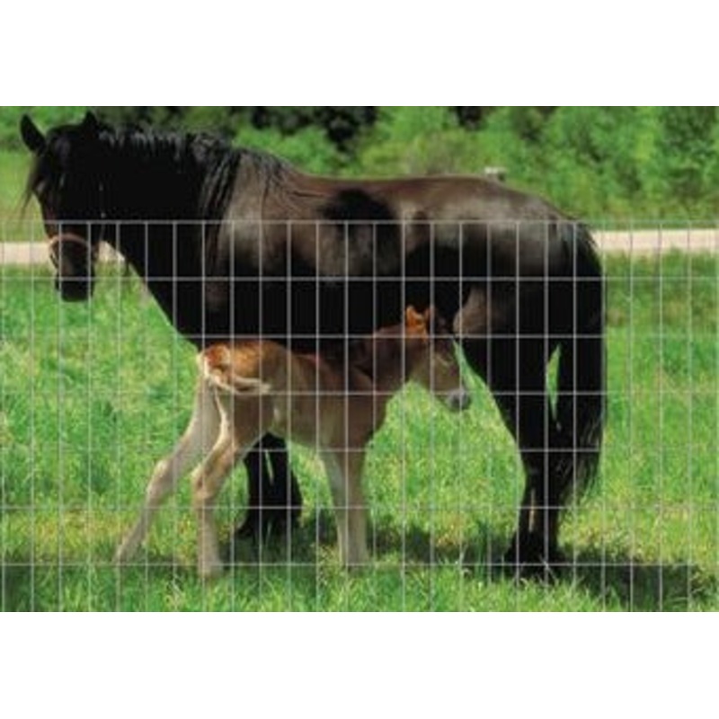 Wire Horse Panel, 16ft long x 60in high with 4 x 4in spacing