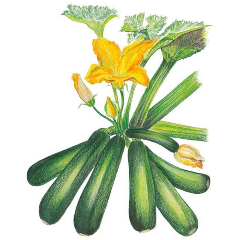 Emerald Delight Summer Squash Seed