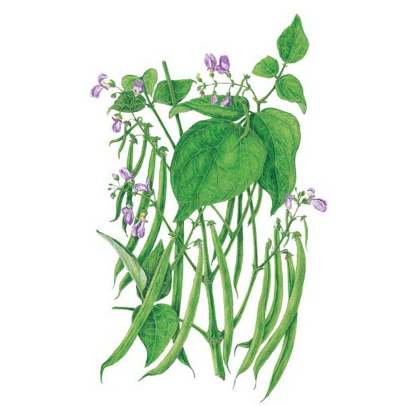 Blue Lake 274 Bush Bean Seed