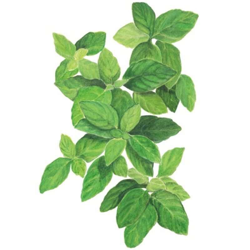 Lemon Basil Seed