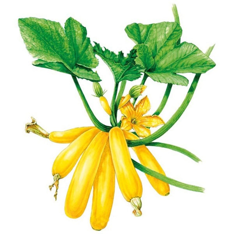 Max’s Gold Summer Squash Seed
