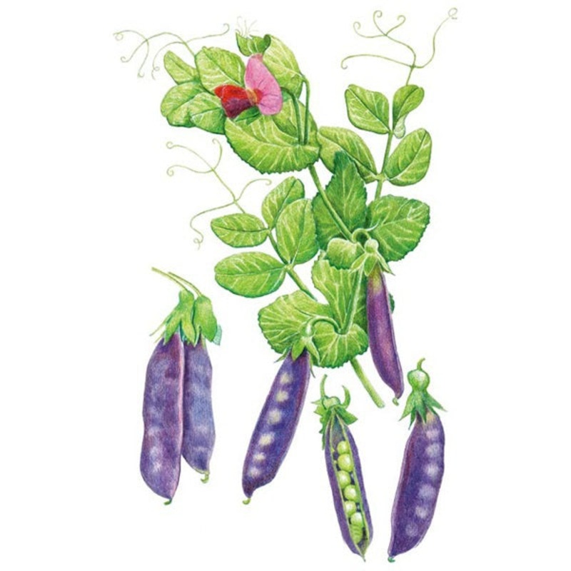 Sugar Magnolia Snap Pea Seed