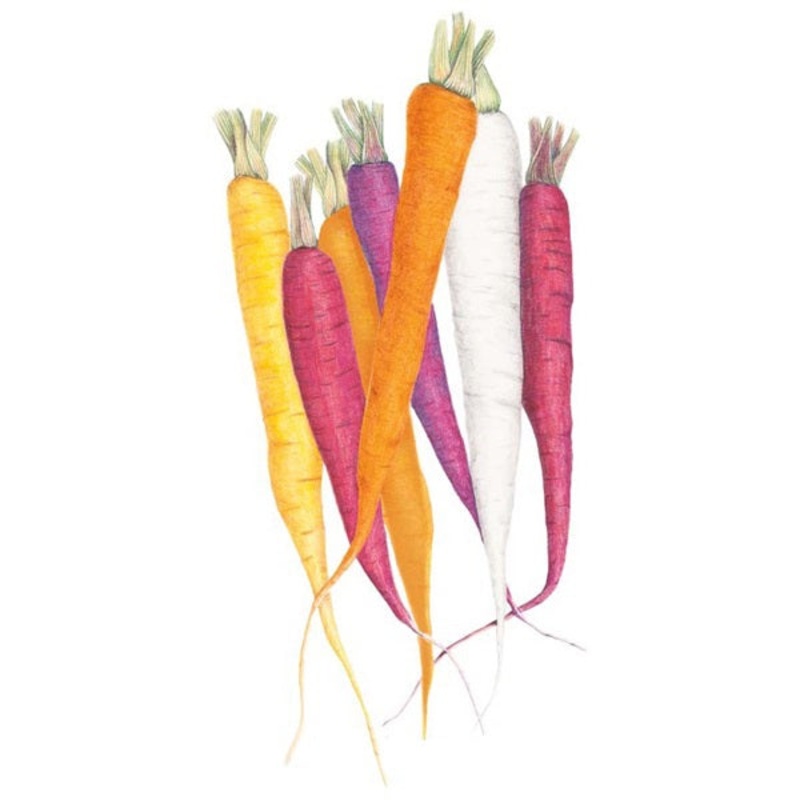 Calliope Blend Carrot Seed
