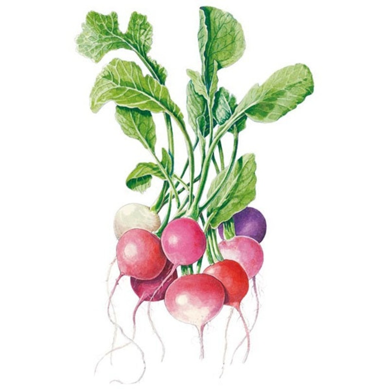 Easter Egg Blend Radish Seed