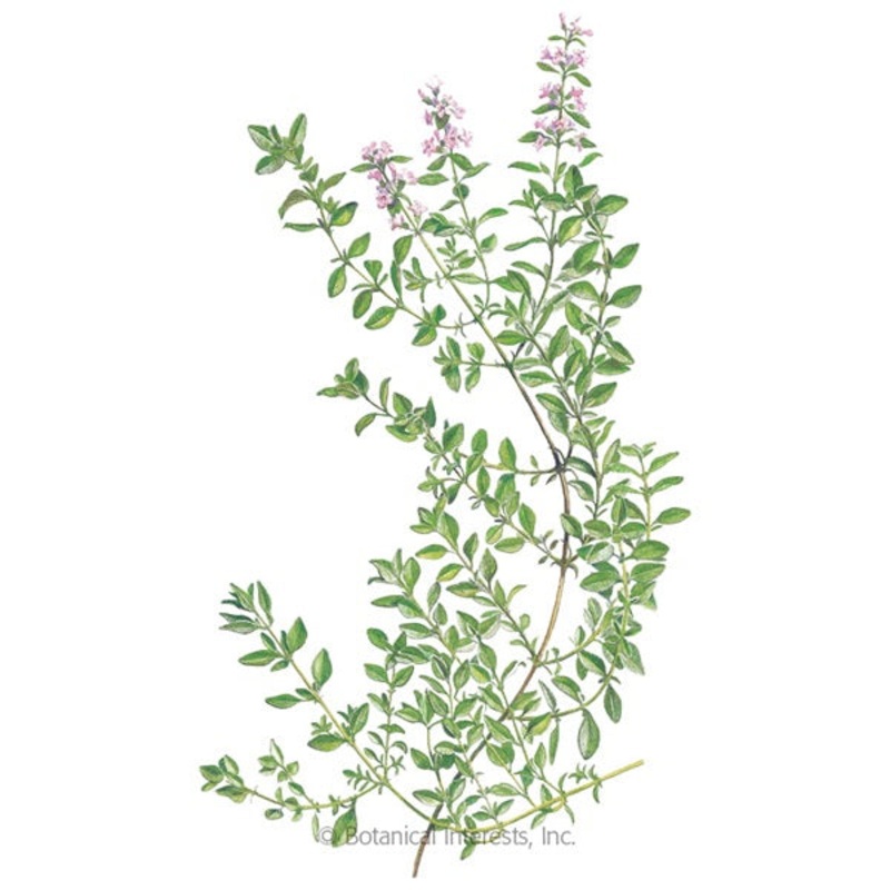 English Thyme Seed