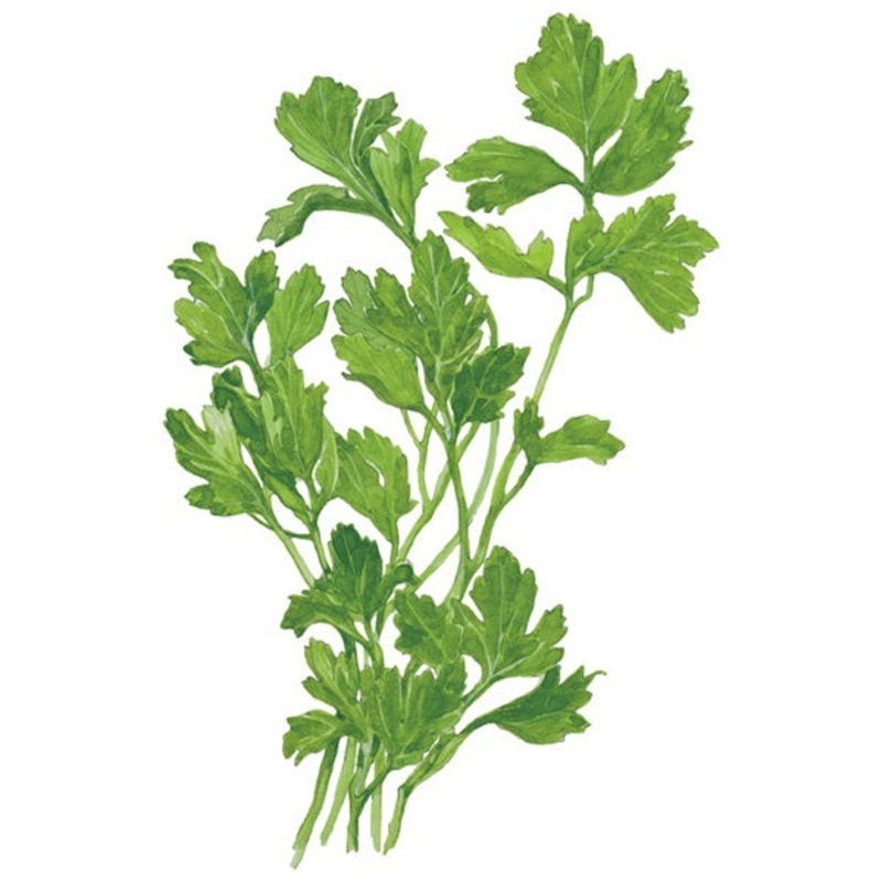 Flat Leaf Parsley Seed