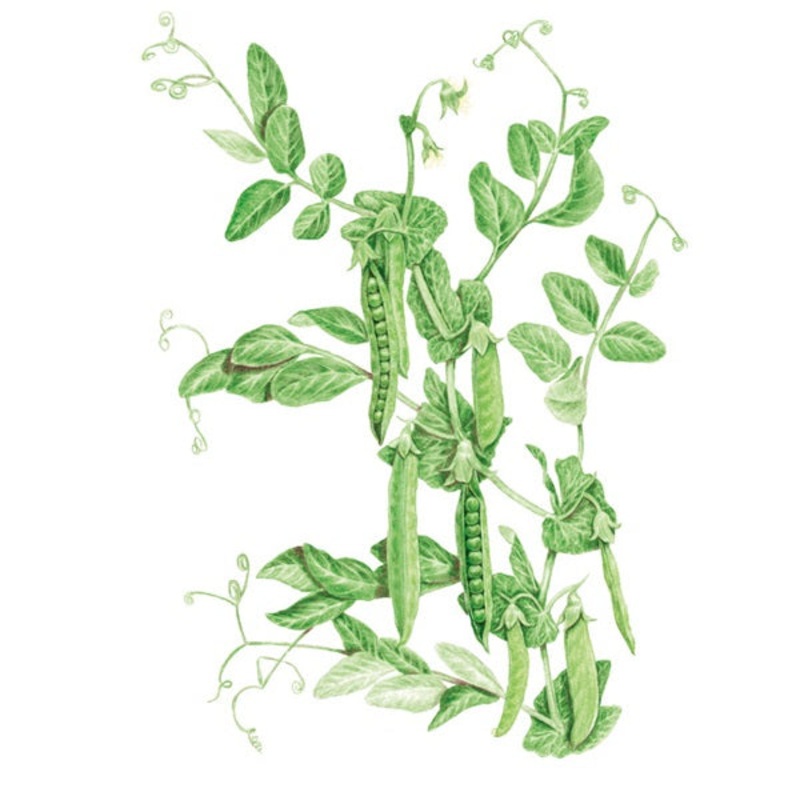 Green Arrow Shelling Pea Seed