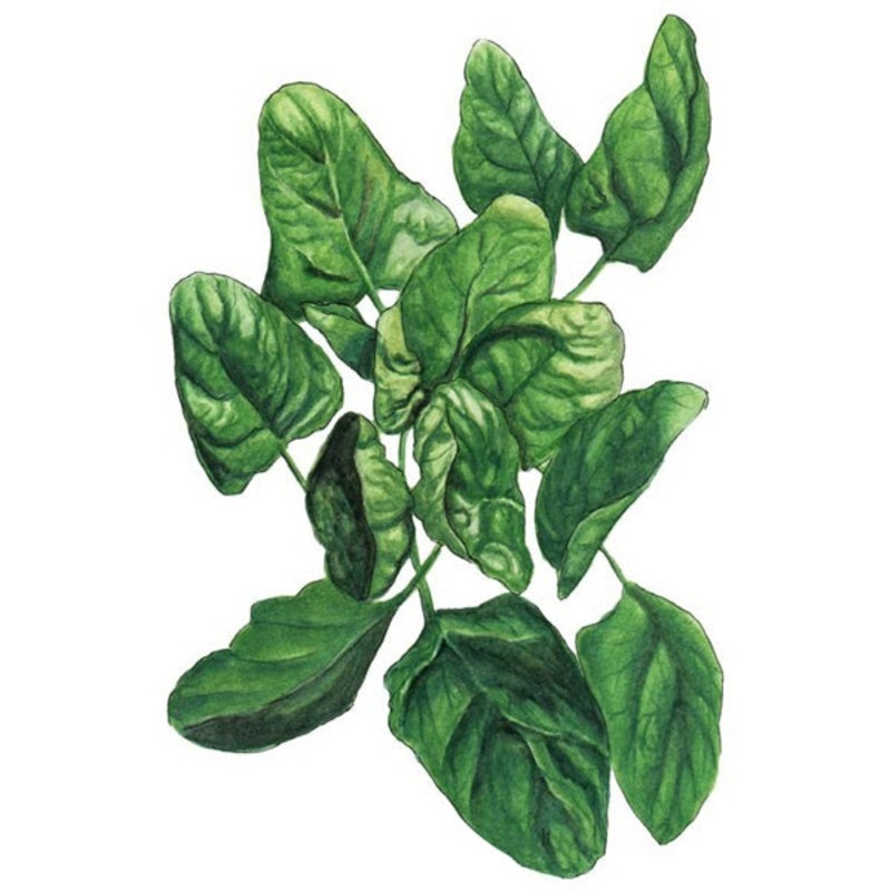 Lavewa Spinach Seed