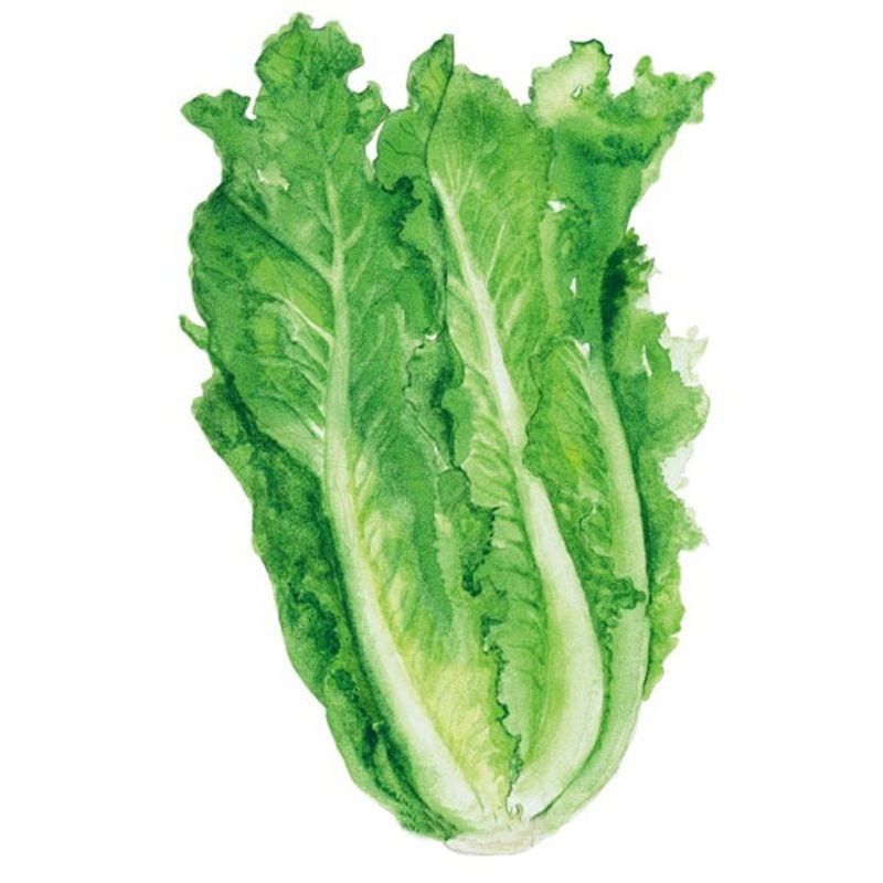 Parris Island Cos Romaine Lettuce Seed
