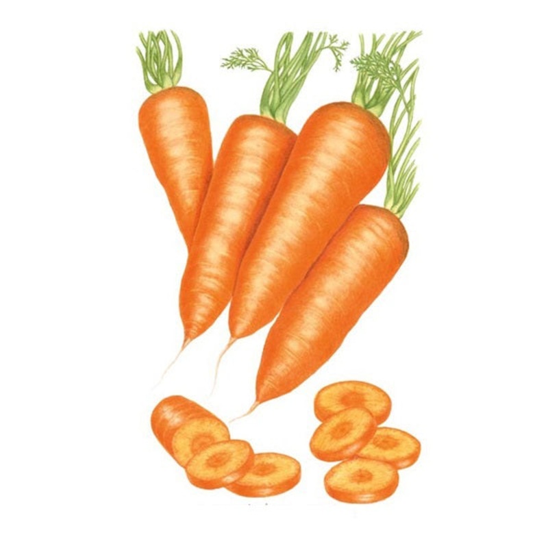 Red Cored Chantenay Carrot Seed