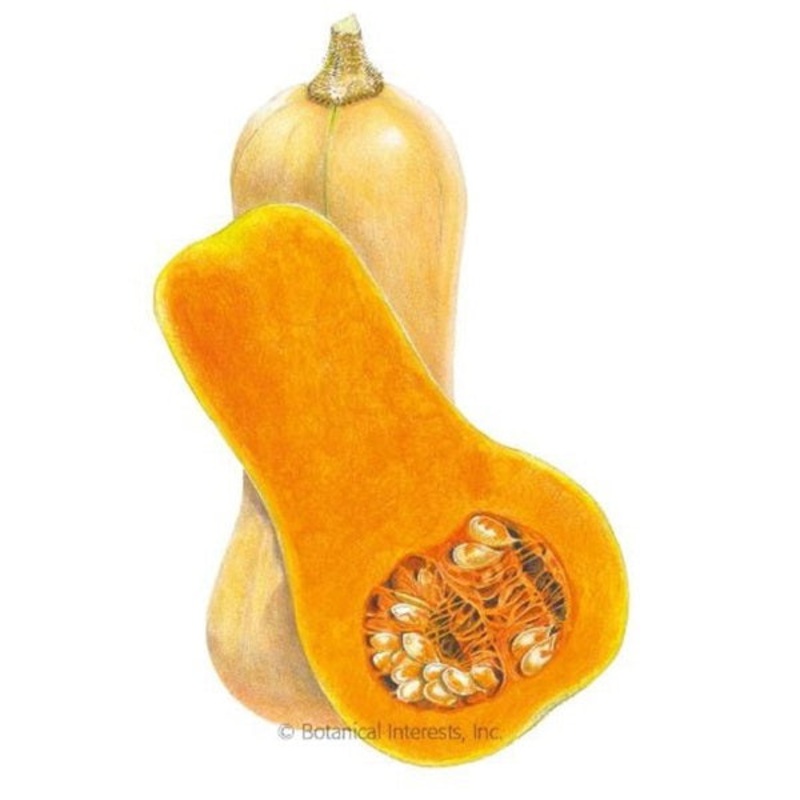 Waltham Butternut Winter Squash Seed