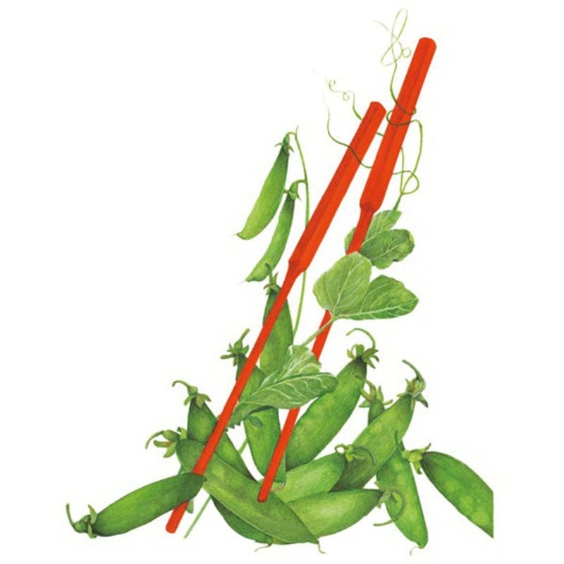 Oregon Sugar Pod II Snow Pea Seed