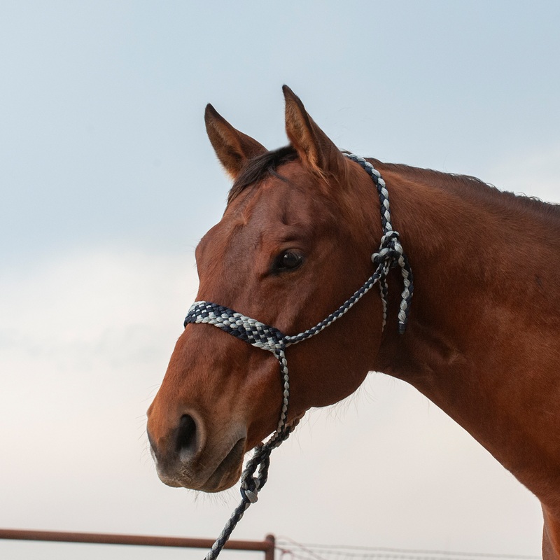 Flat Braid Halter and Leadrope – Navy / Grey