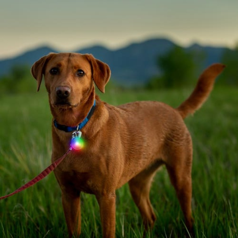 Spotlit Rechargeable Collar Light – Disco