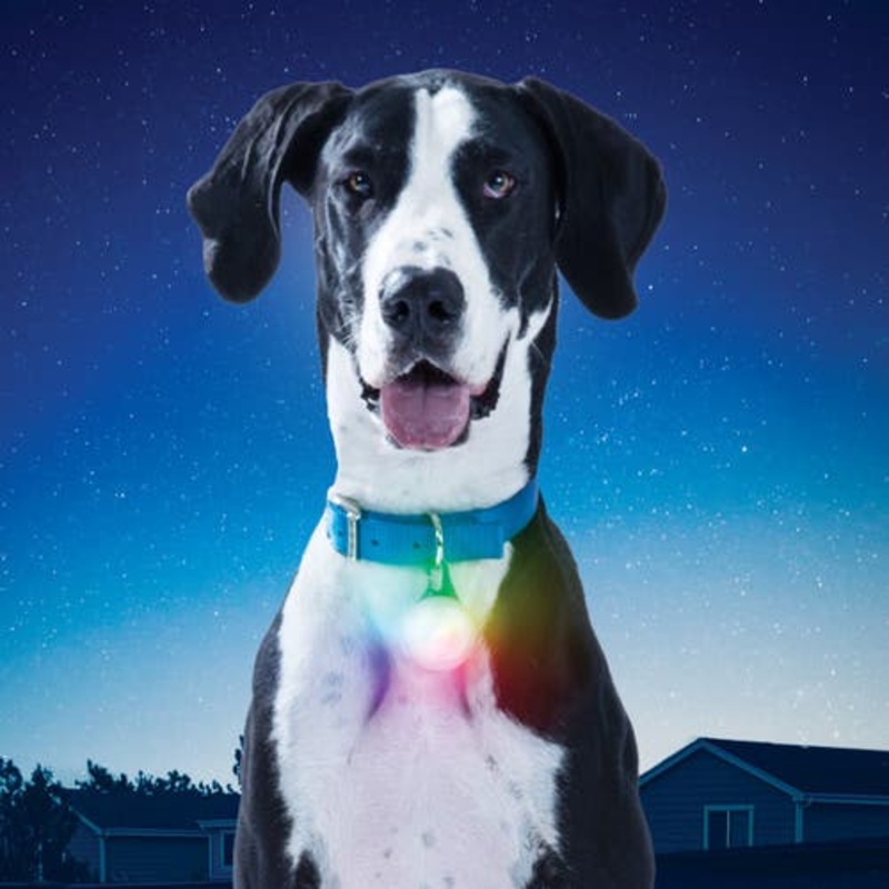 Spotlit Xl Rechargeable Led Collar Light – Disco Select
