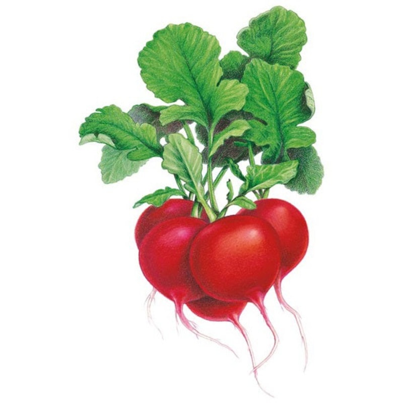 Crimson Giant Radish Seed