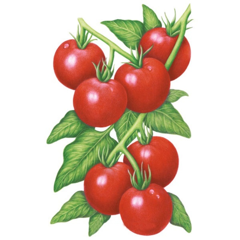 Glacier Bush Tomato Seed