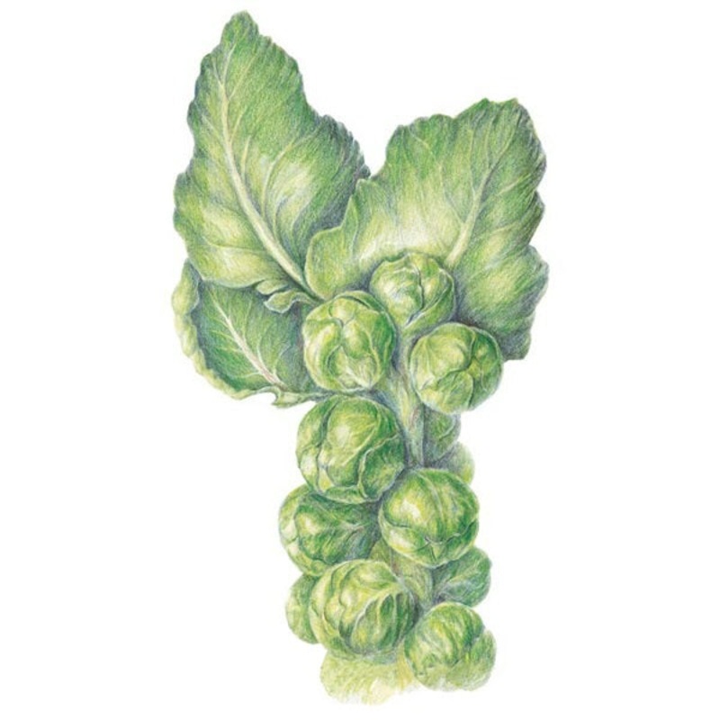 Long Island Improved Brussels Sprouts Seed