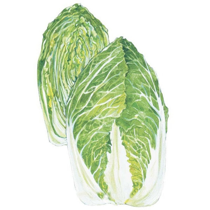 One Kilo Slow Bolt Napa Cabbage Seed