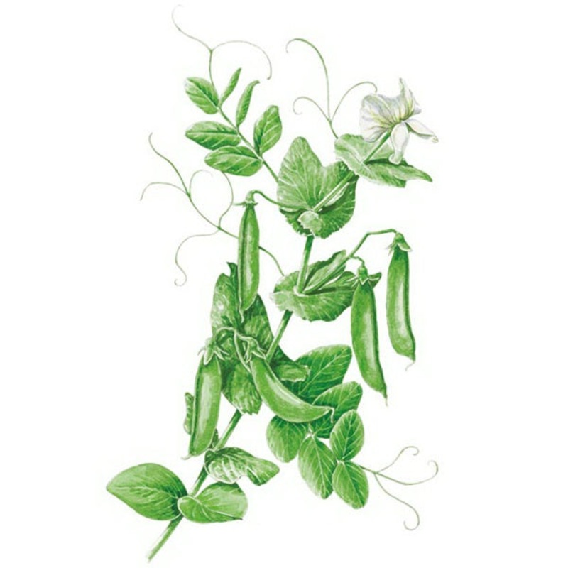 Sugar Snap Pea Seed