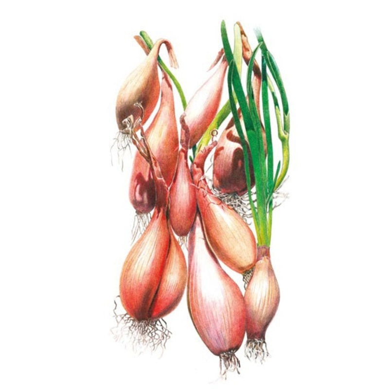 Zebrune Shallot Onion Seed