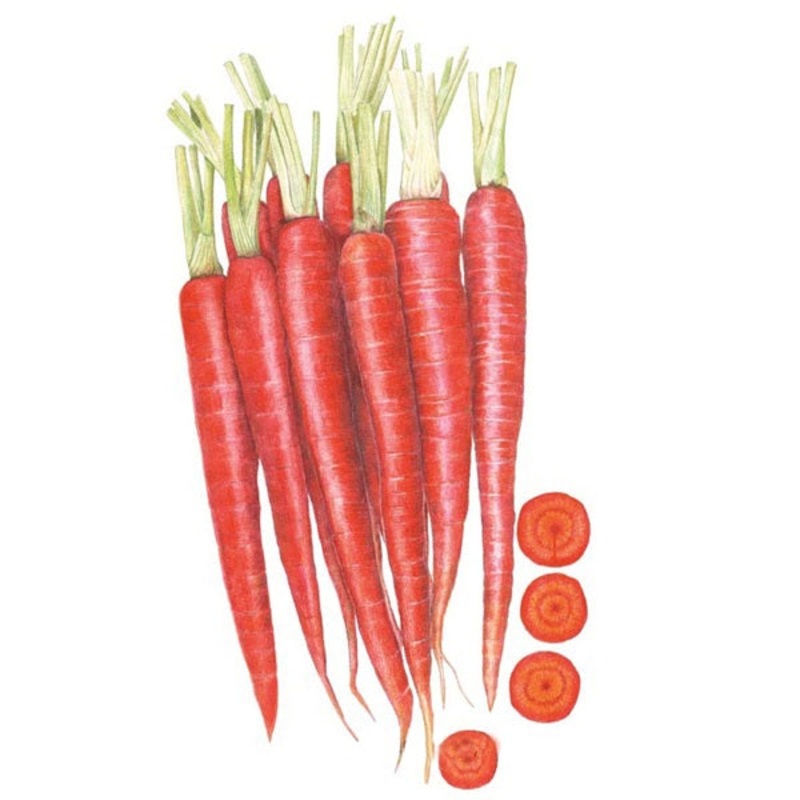 Atomic Red Carrot Seed