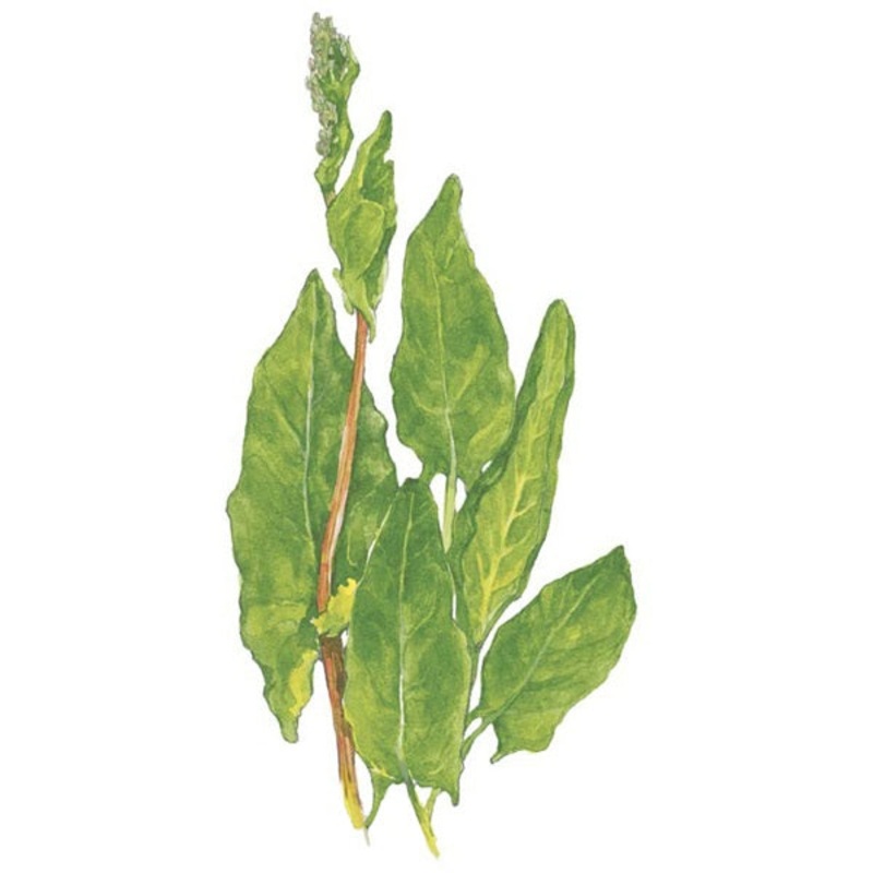 Common Sorrel Seed