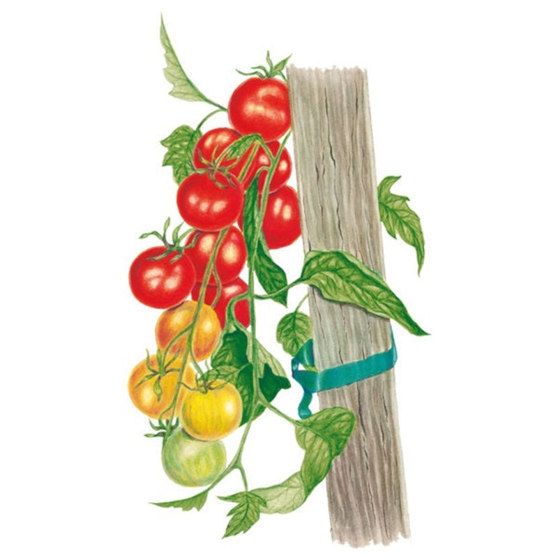 Gardener’s Delight Pole Cherry Tomato Seed