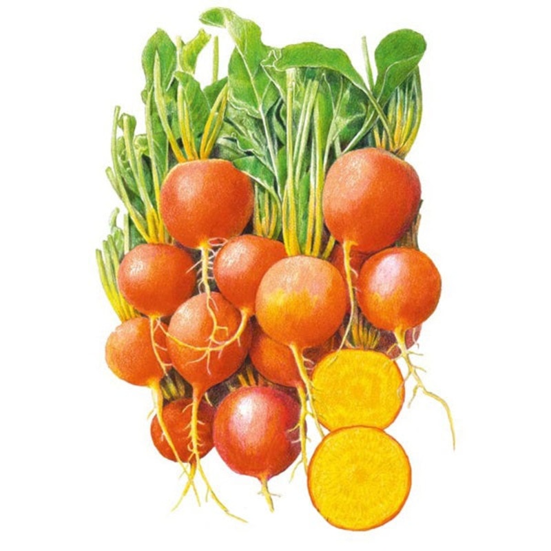 Golden Boy Beet Seed