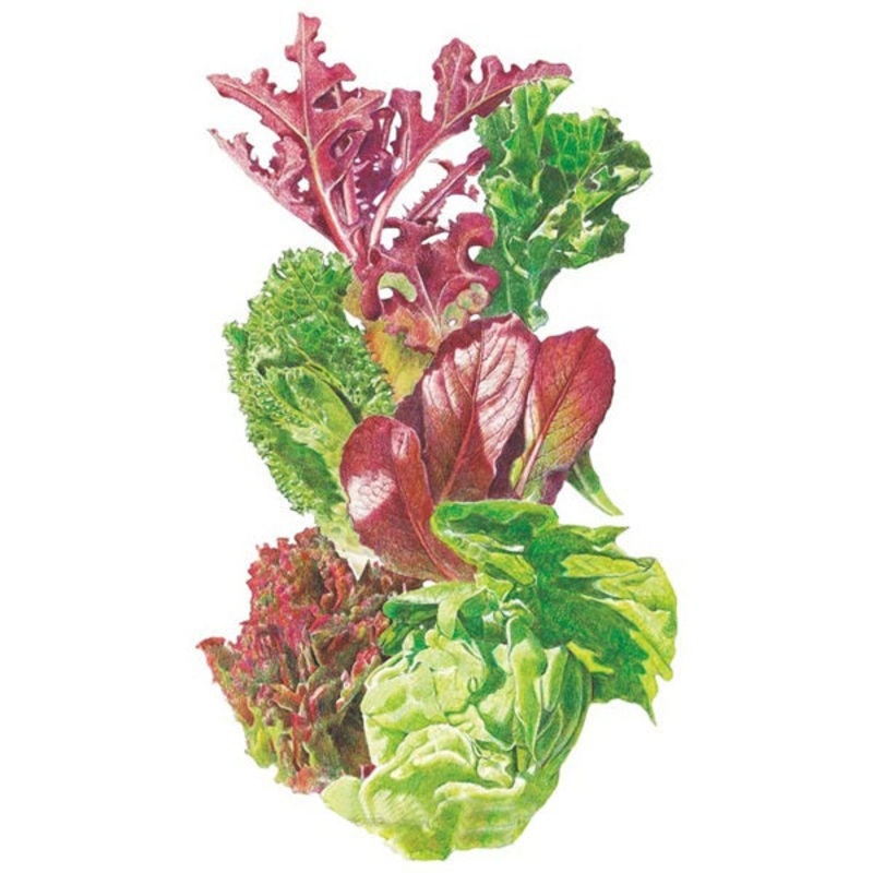 Gourmet Baby Greens Mesclun Lettuce Seed