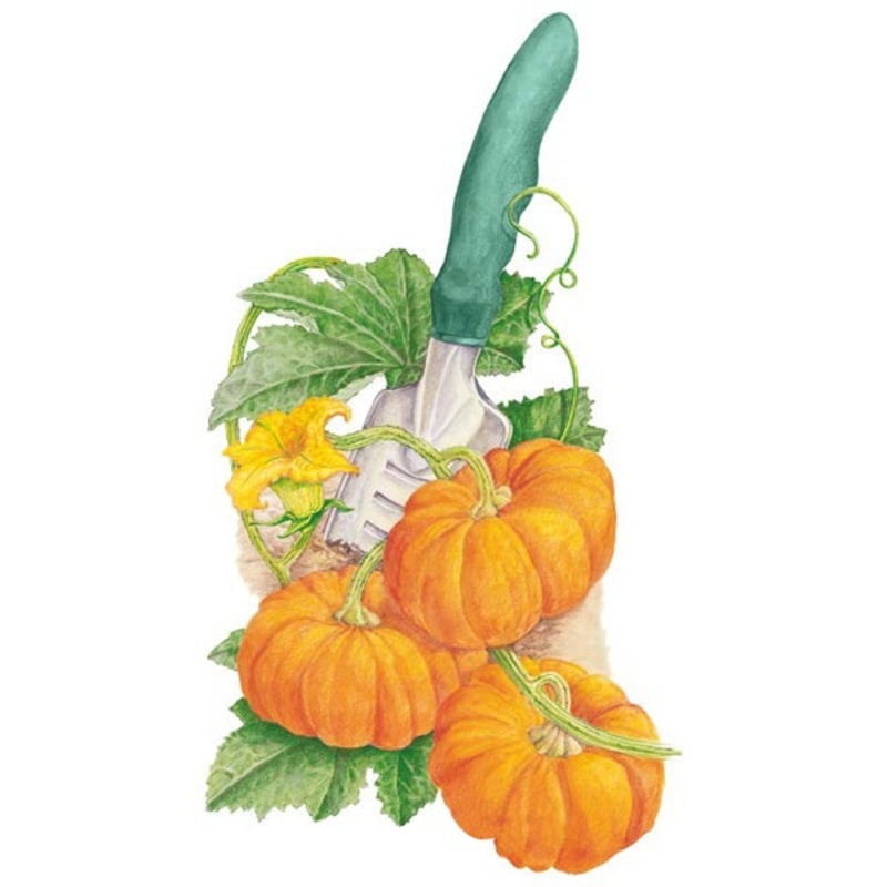 Jack-Be Little Pumpkin Seed