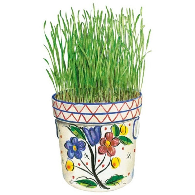 Liquid Sunshine Wheatgrass Seed