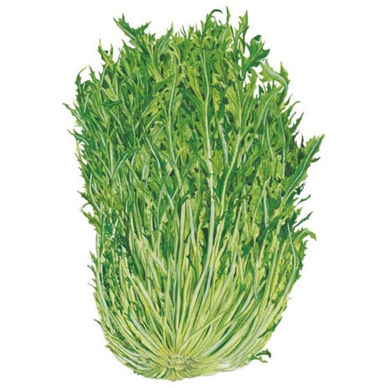 Mizuna Mustard Seed