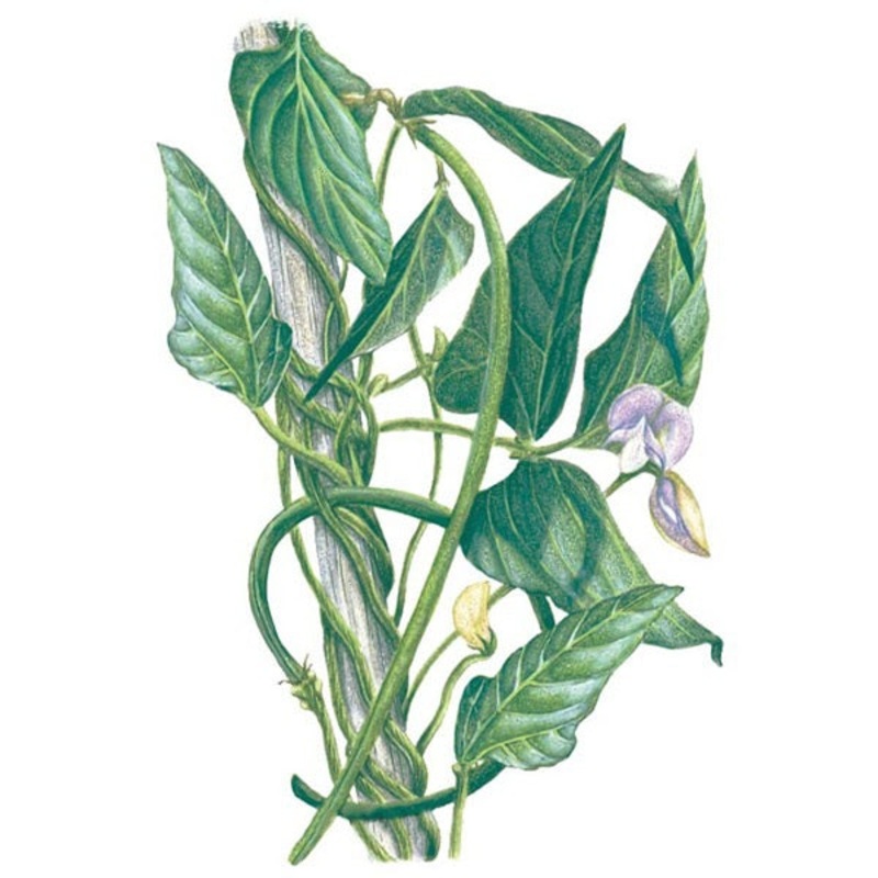 Orient Wonder Pole Yard Long Bean Seed
