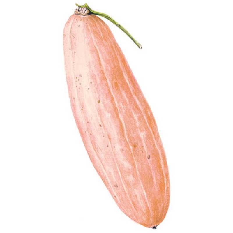 Pink Banana Winter Squash Seed