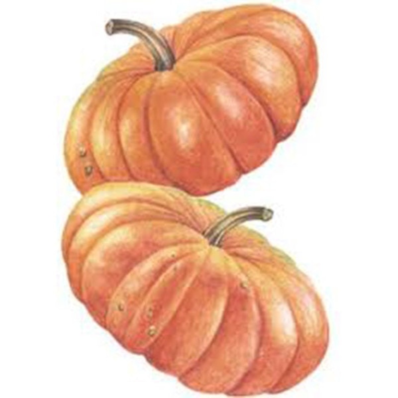 Pumpkin Seed