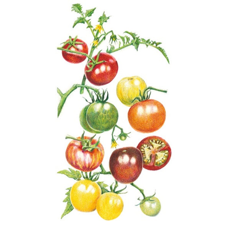 Rainbow Blend Pole Cherry Tomato Seed