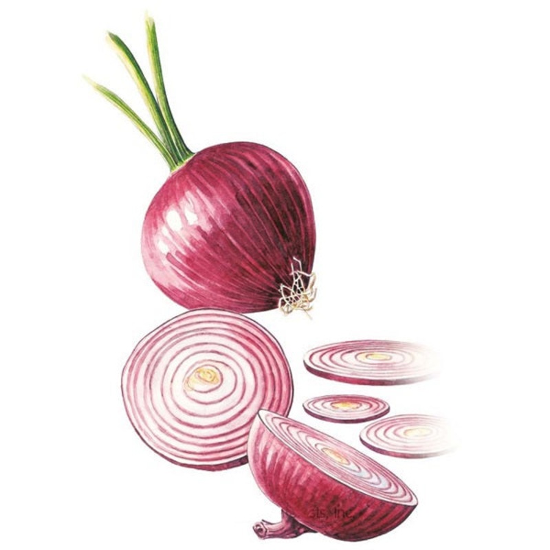 Red Amposta Bulb Onion Seed