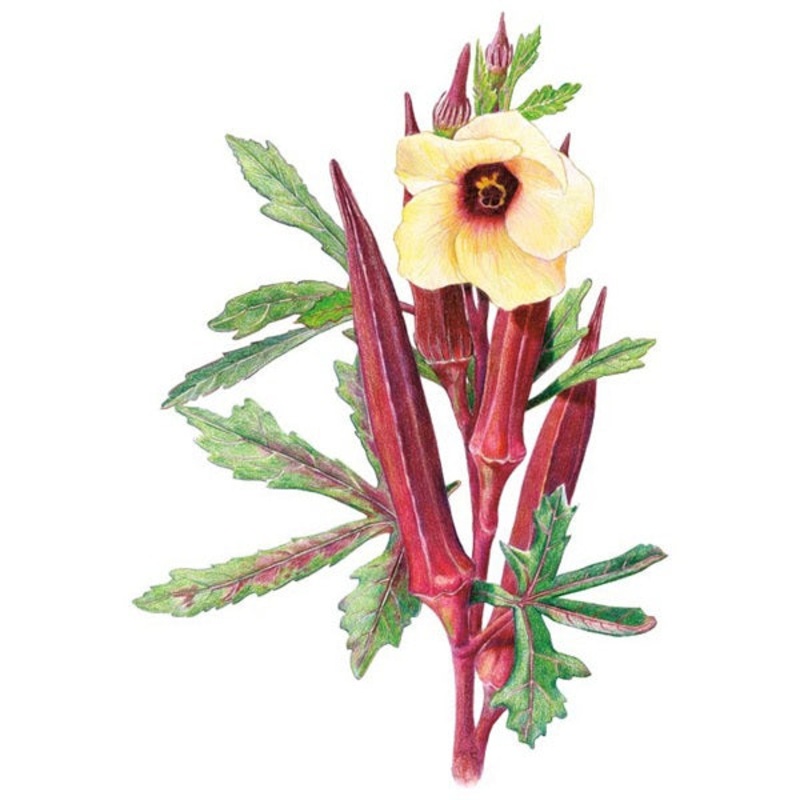 Red Burgundy Okra Seed
