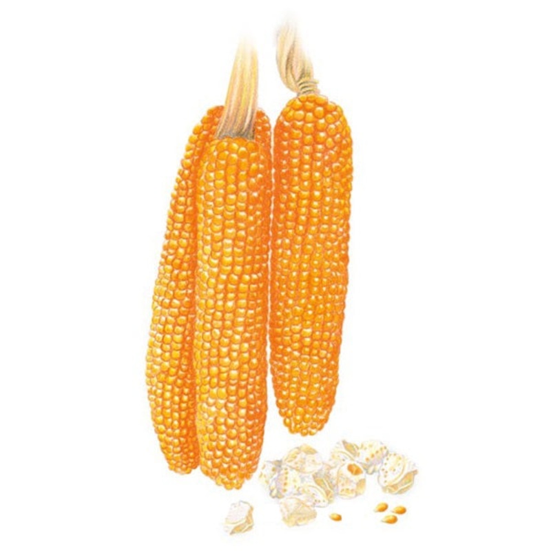 Robust Pop R400MR Popcorn Corn Seed