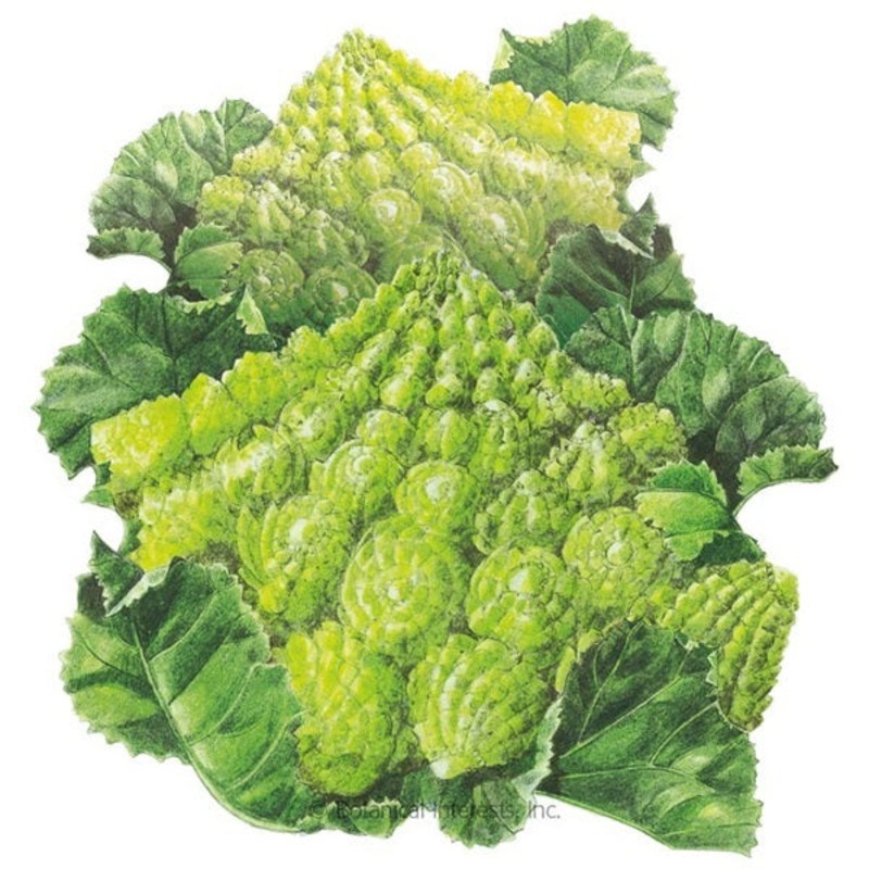 Romanesco Broccoli Seed