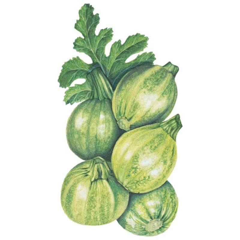 Round Zucchini Summer Squash Seed