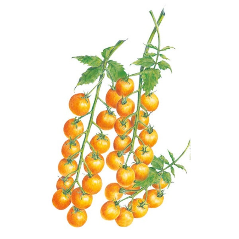 Sun Gold Pole Cherry Tomato Seed