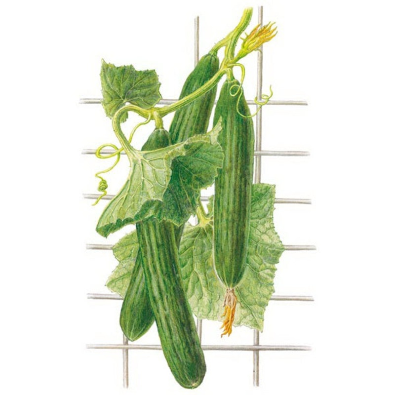 Telegraph Improved Cucumber Seed