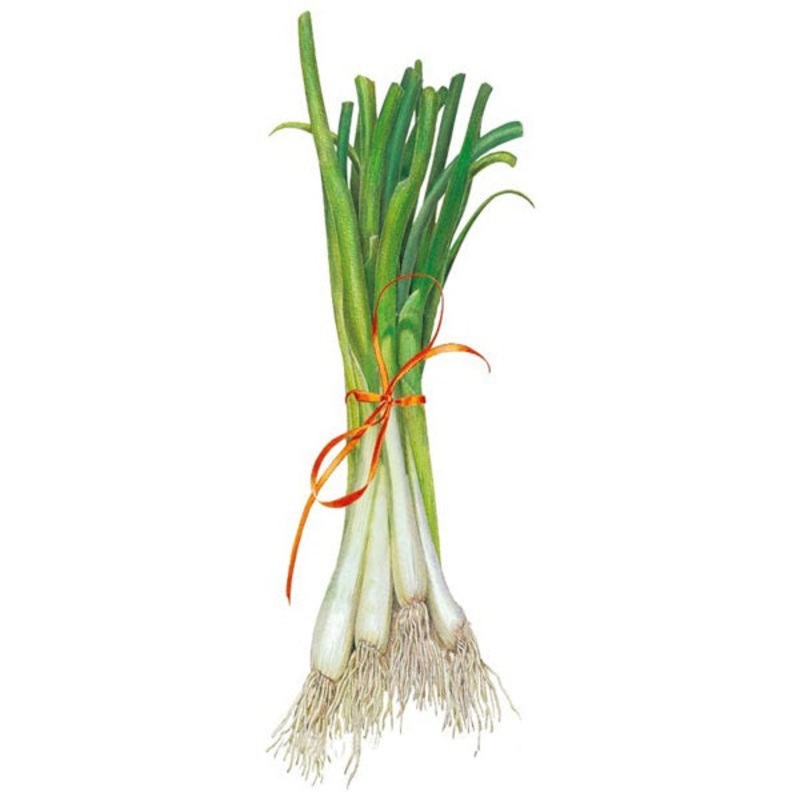 Tokyo Long White Bunching Scallion Onion Seed