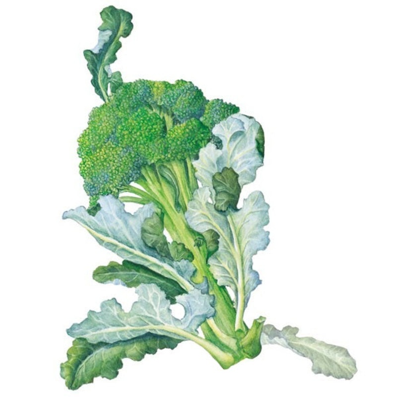 Waltham 29 Broccoli Seed