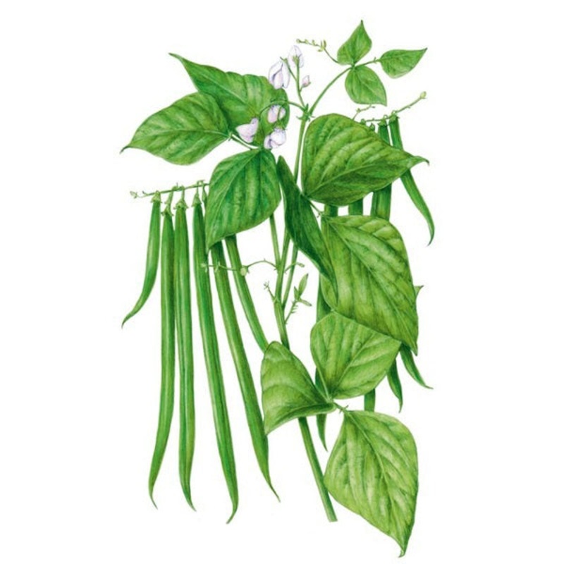Ferrari Bush Bean Seed