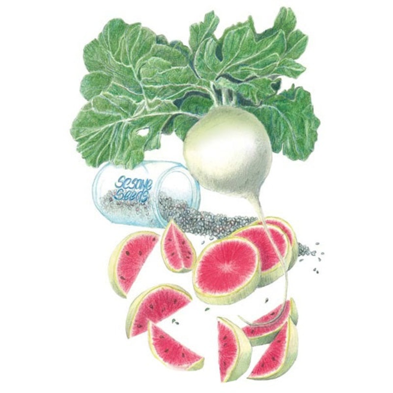 Mantanghong Watermelon Radish Seed